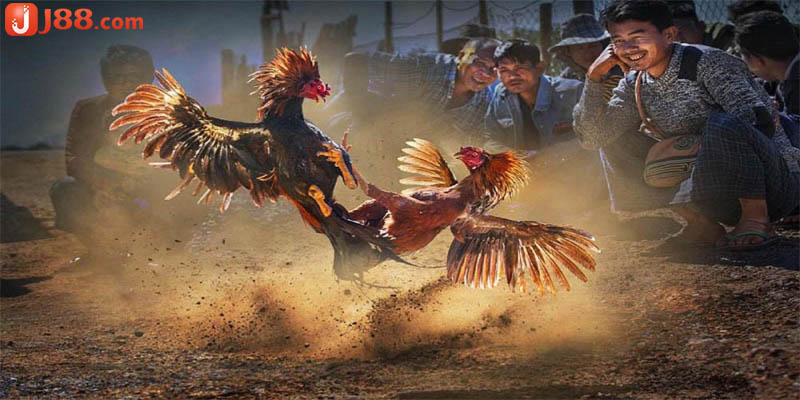 Đá Gà Mạng Trực Tiếp Cuốn Hút Với Tỷ Lệ Trả Thưởng Cao