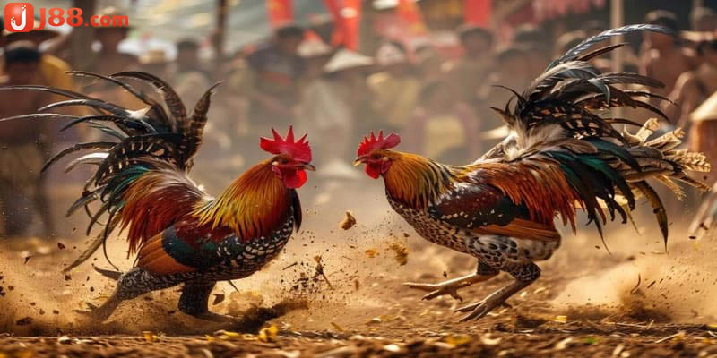 Tìm hiểu thông tin về trận đá gà 24 tỷ